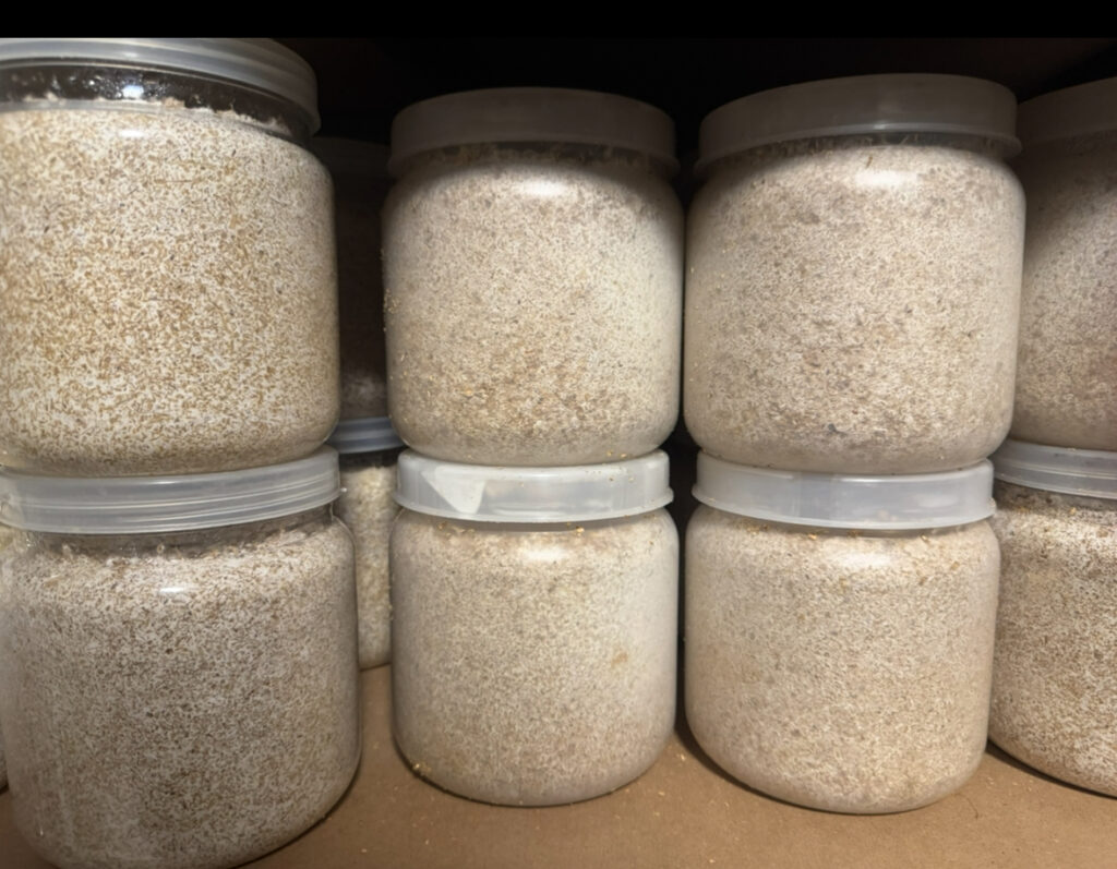 菌が回った菌糸瓶