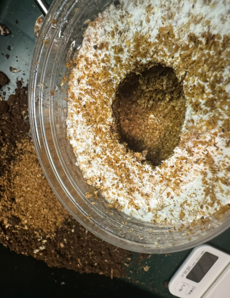 穴を開けた菌糸瓶2