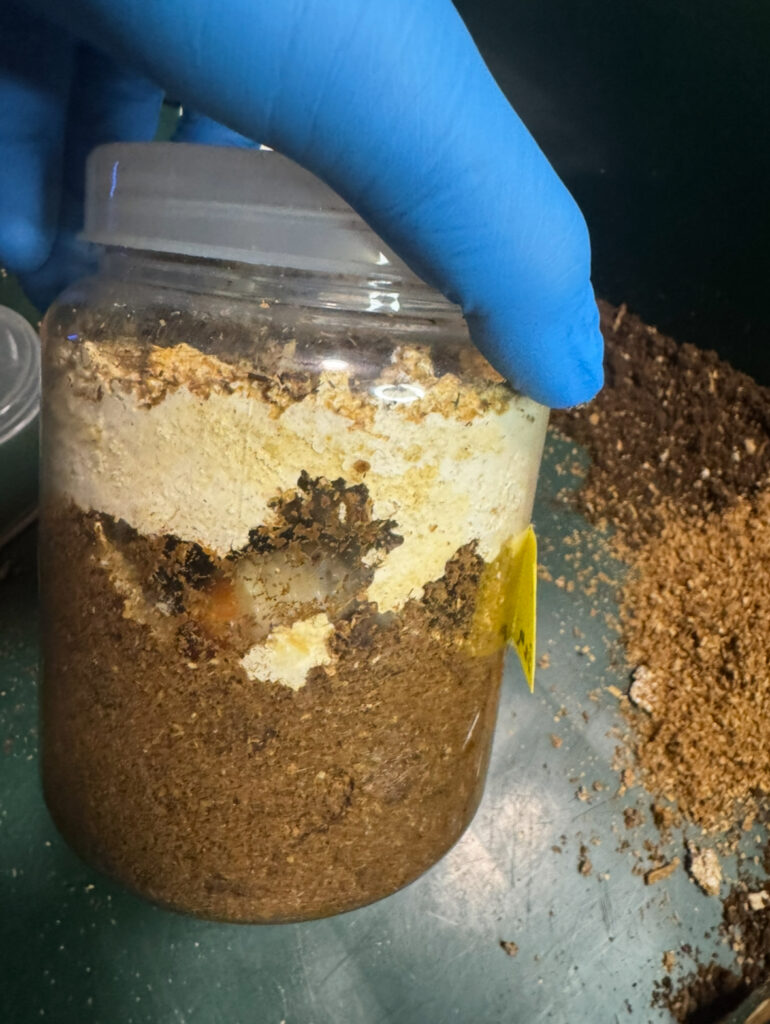 幼虫が入っている劣化した菌糸瓶