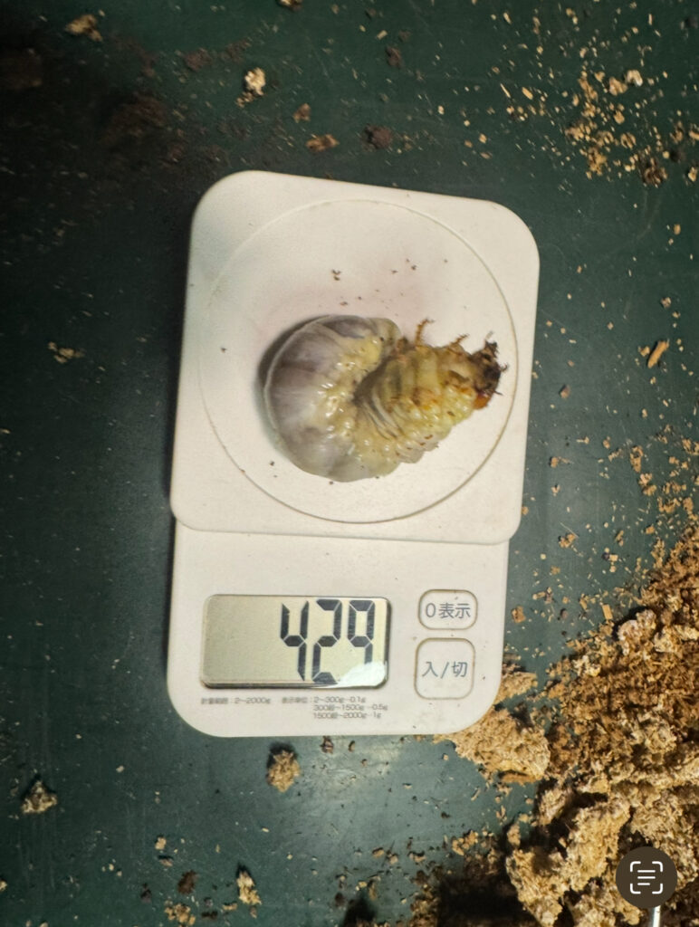 アンテの幼虫19