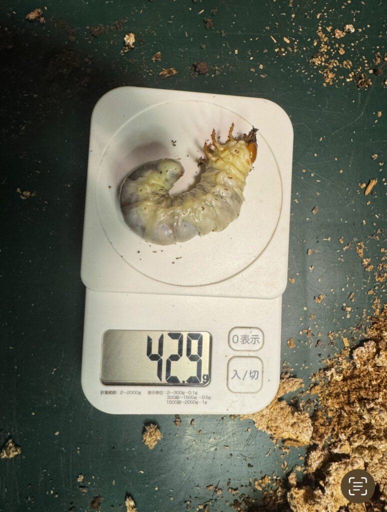 アンテの幼虫18