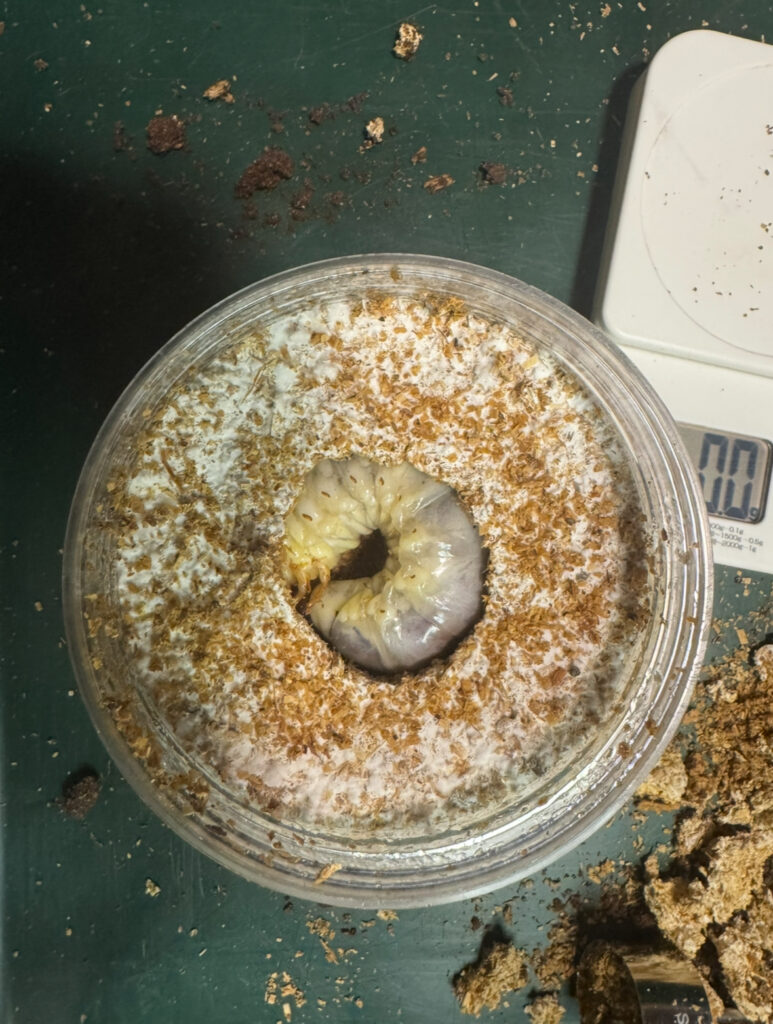 幼虫を投入された菌糸瓶