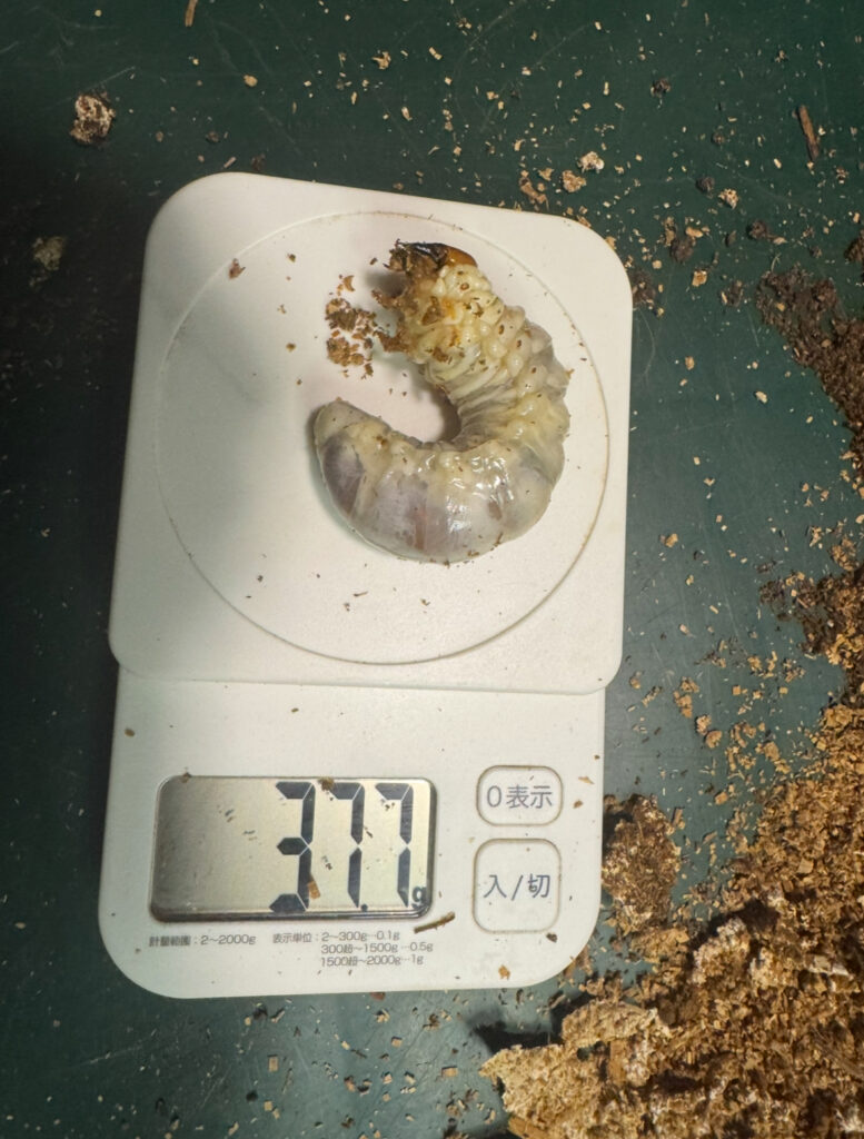 アンテの幼虫17