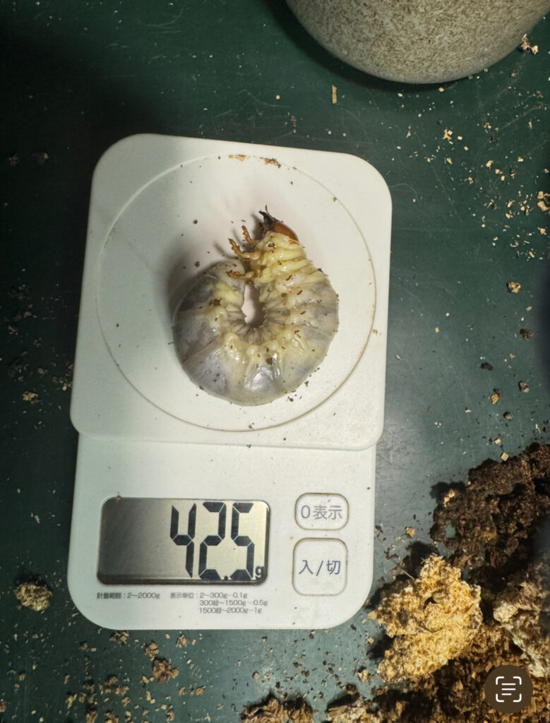 アンテの幼虫15