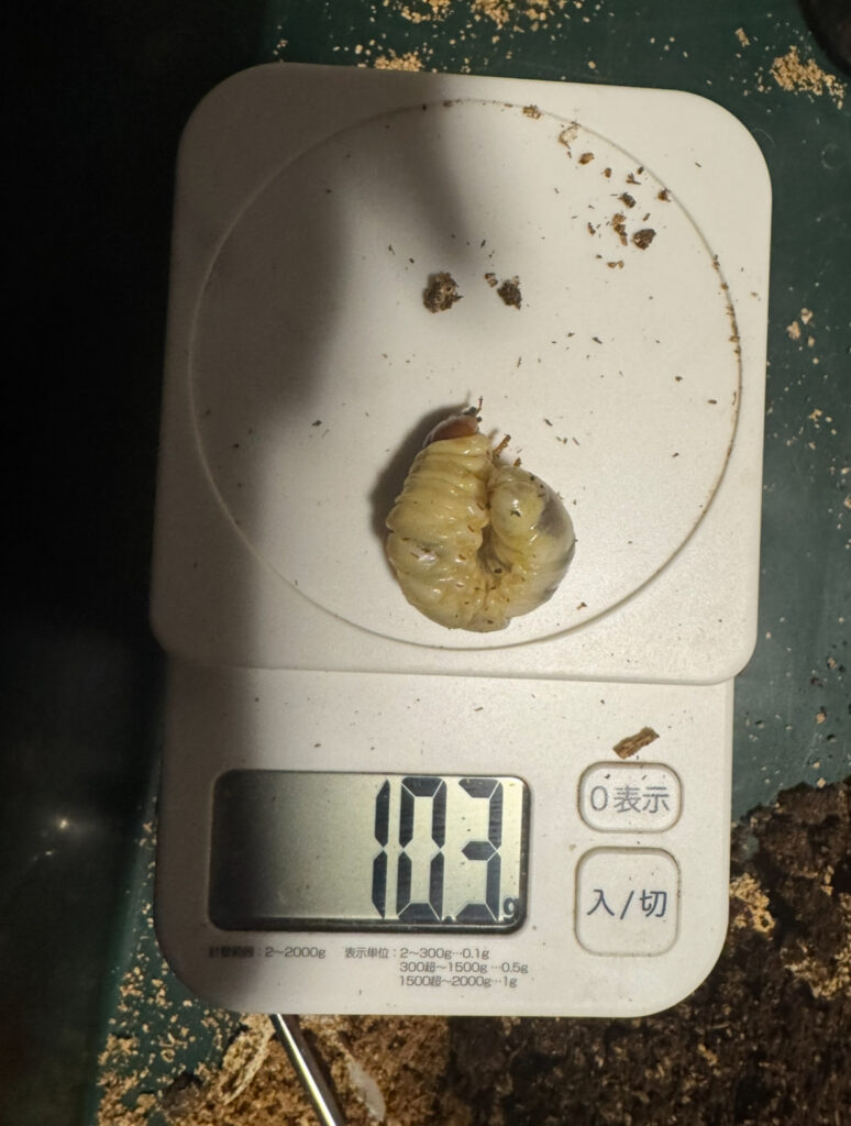 アンテの幼虫13