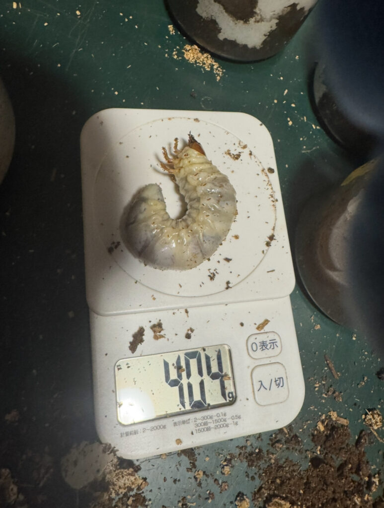 アンテの幼虫11