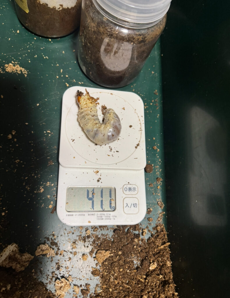 アンテの幼虫10