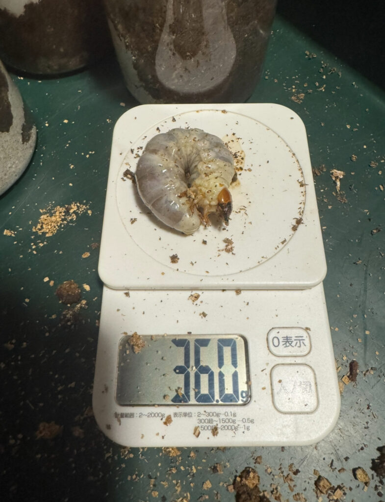 アンテの幼虫６