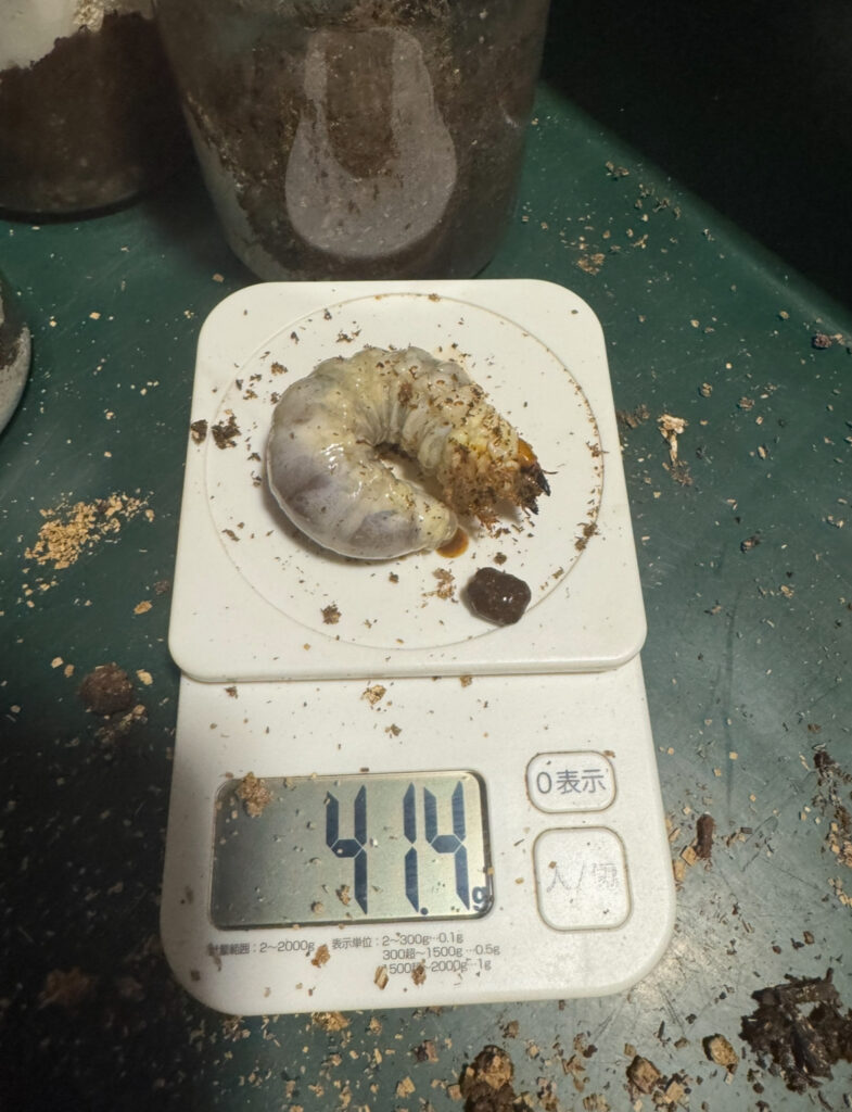 アンテの幼虫５