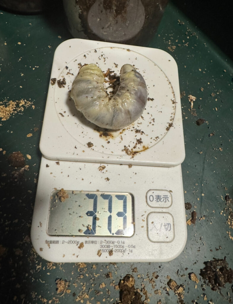 アンテの幼虫３