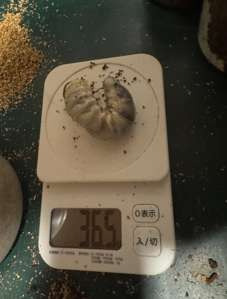 アンテの幼虫２