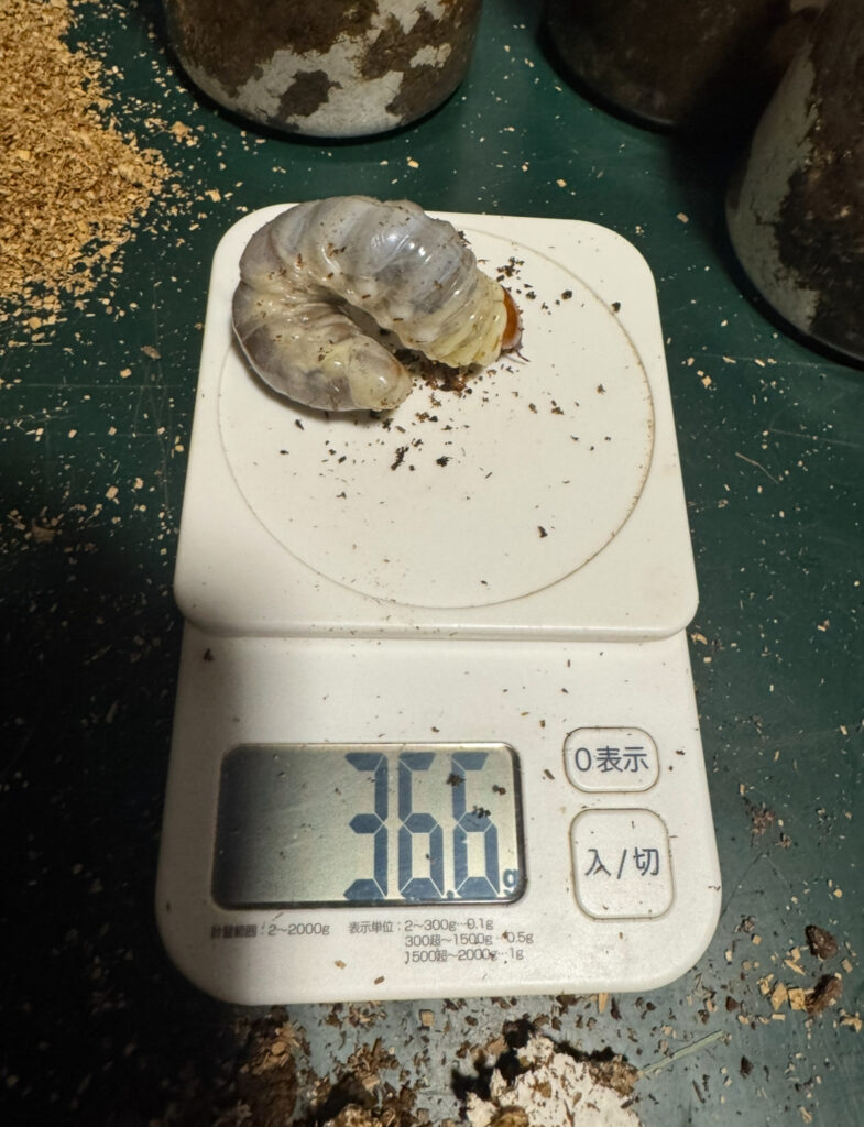 アンテの幼虫１