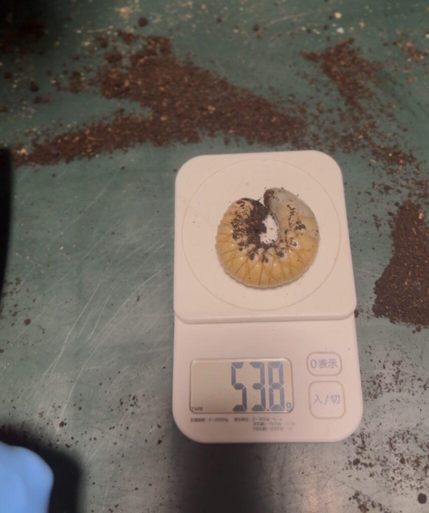 タイリクコーカサスの幼虫1