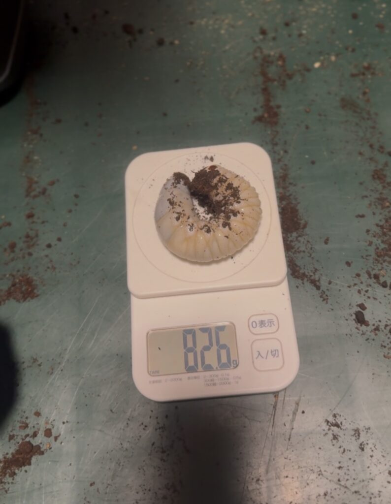 タイリクコーカサスの幼虫2