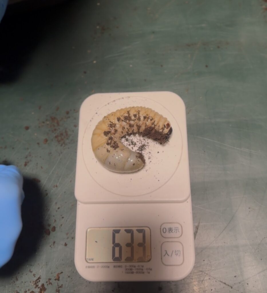 タイリクコーカサスの幼虫3