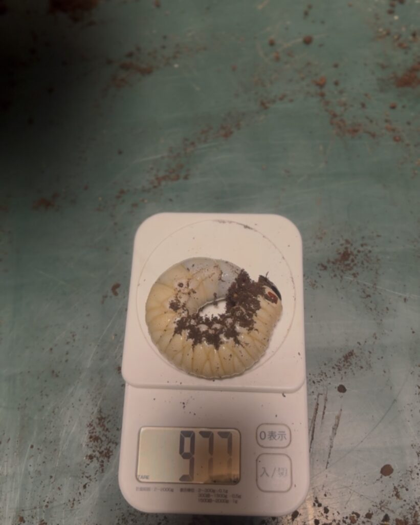 タイリクコーカサスの幼虫4