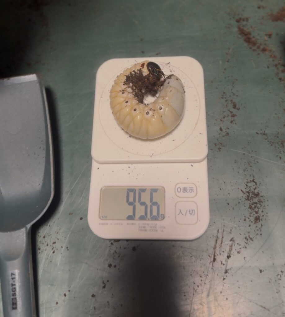 タイリクコーカサスの幼虫5