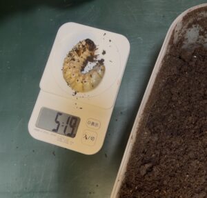 スマトラコーカサスの幼虫２