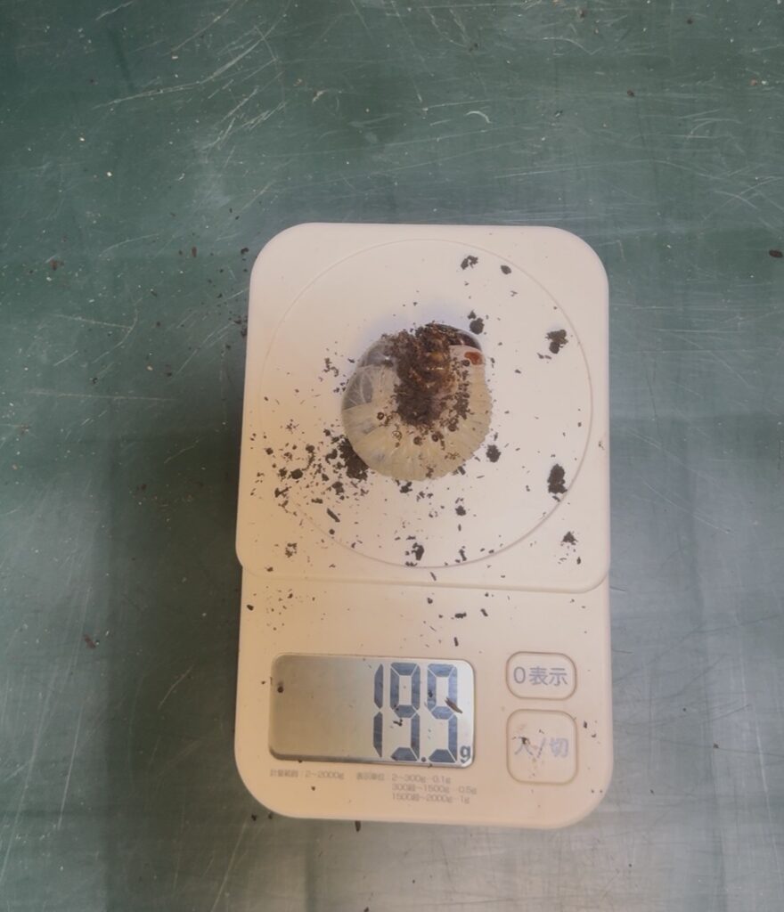 スマトラコーカサスの幼虫1