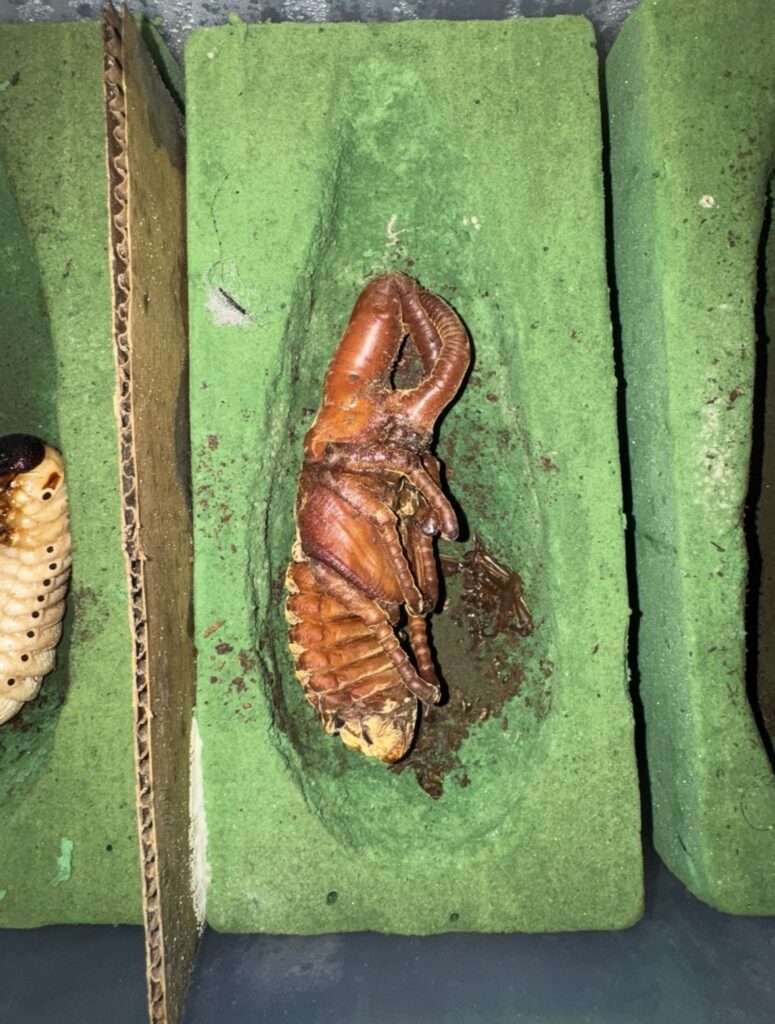 ヘラクレスの蛹3