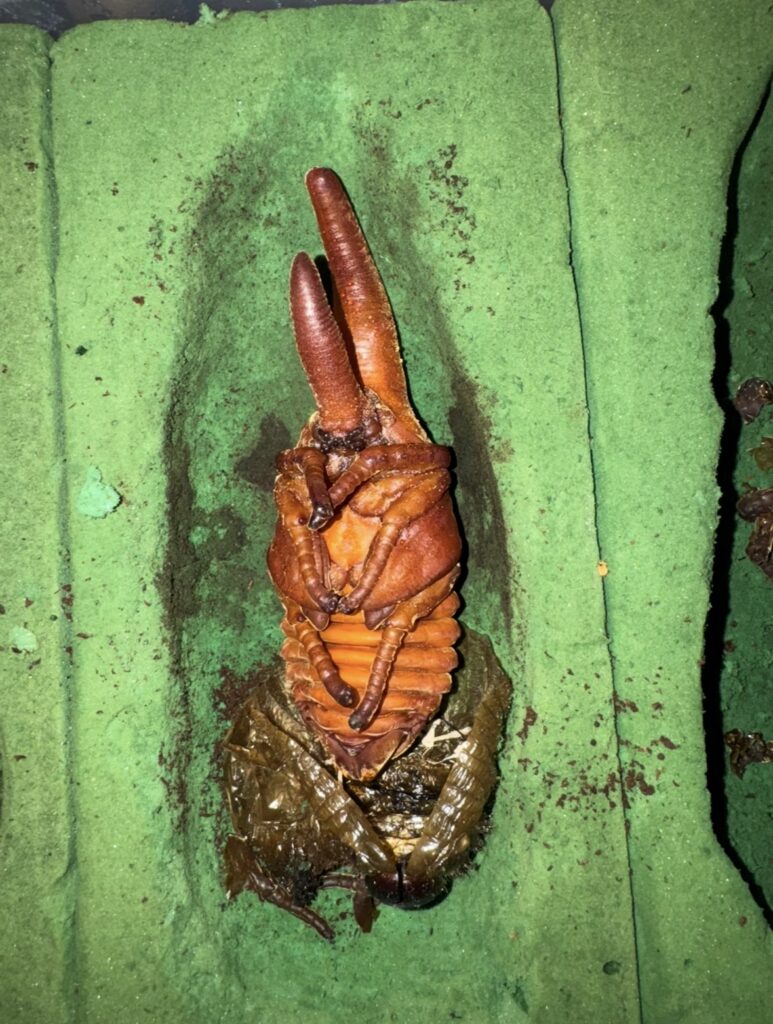 ヘラクレスの蛹2