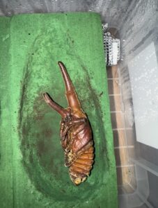 ヘラクレスの蛹1