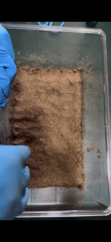 産卵セット組み11