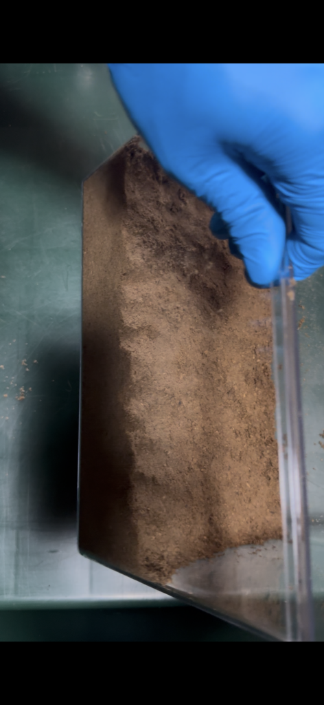 産卵セット組み10