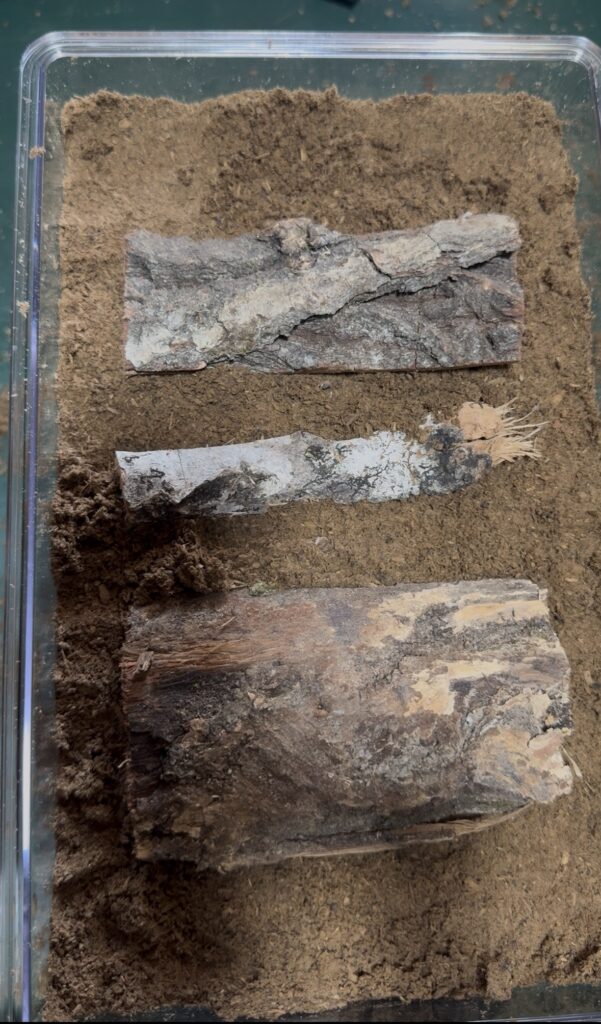 産卵セット組み5