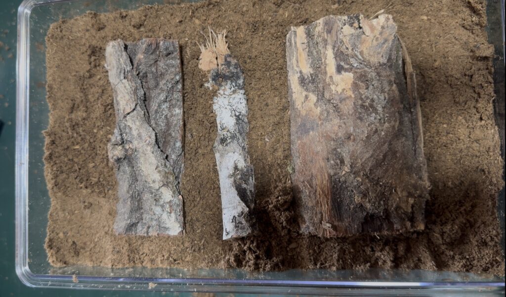 産卵セット組み5