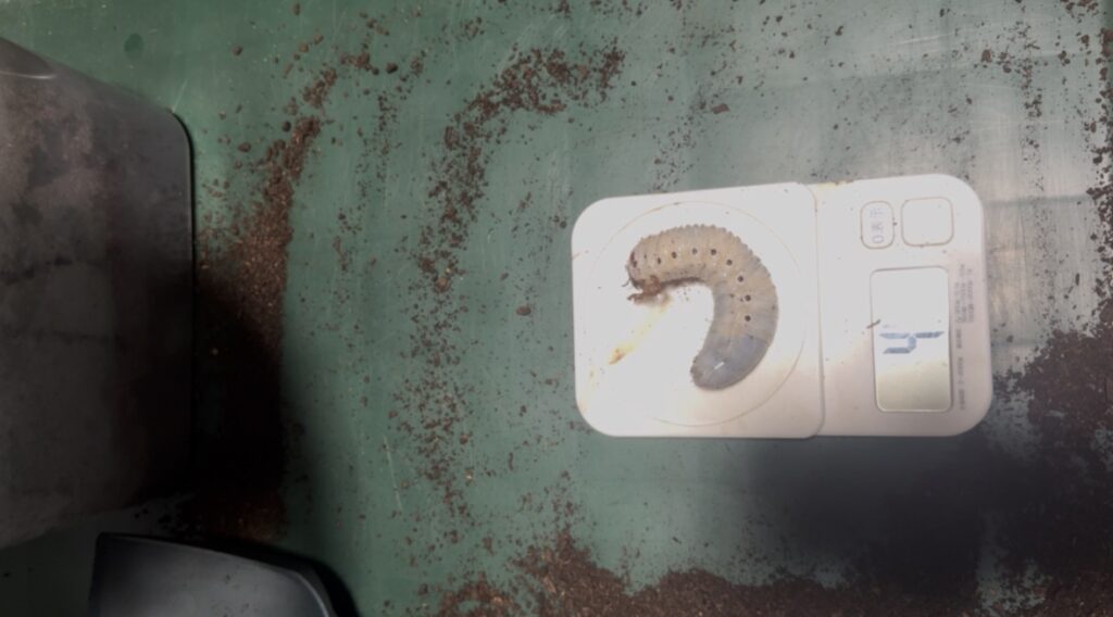 ヘラエクアの幼虫7