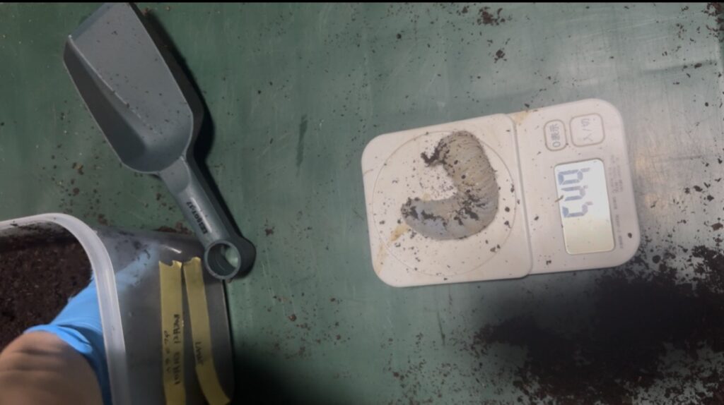 ヘラエクアの幼虫6