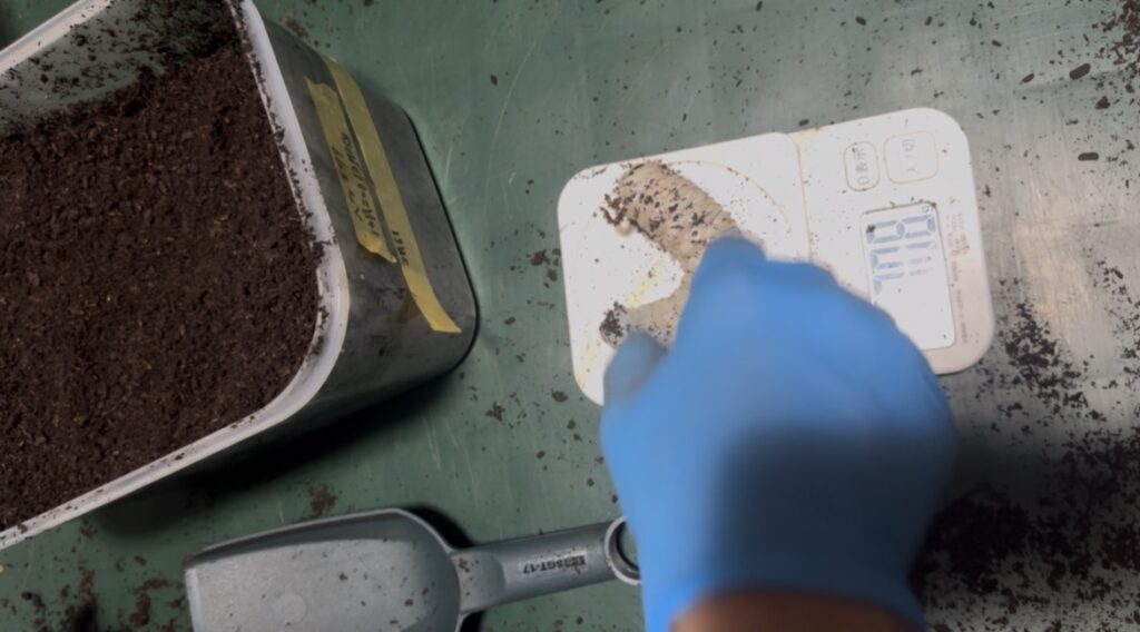 ヘラエクアの幼虫5