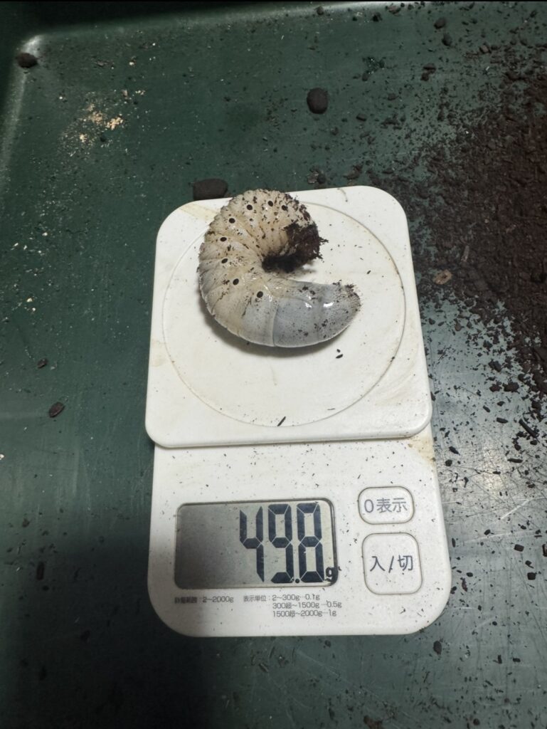 ヘラエクアの幼虫4