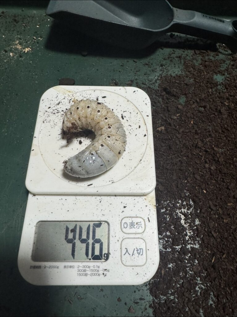 ヘラエクアの幼虫3