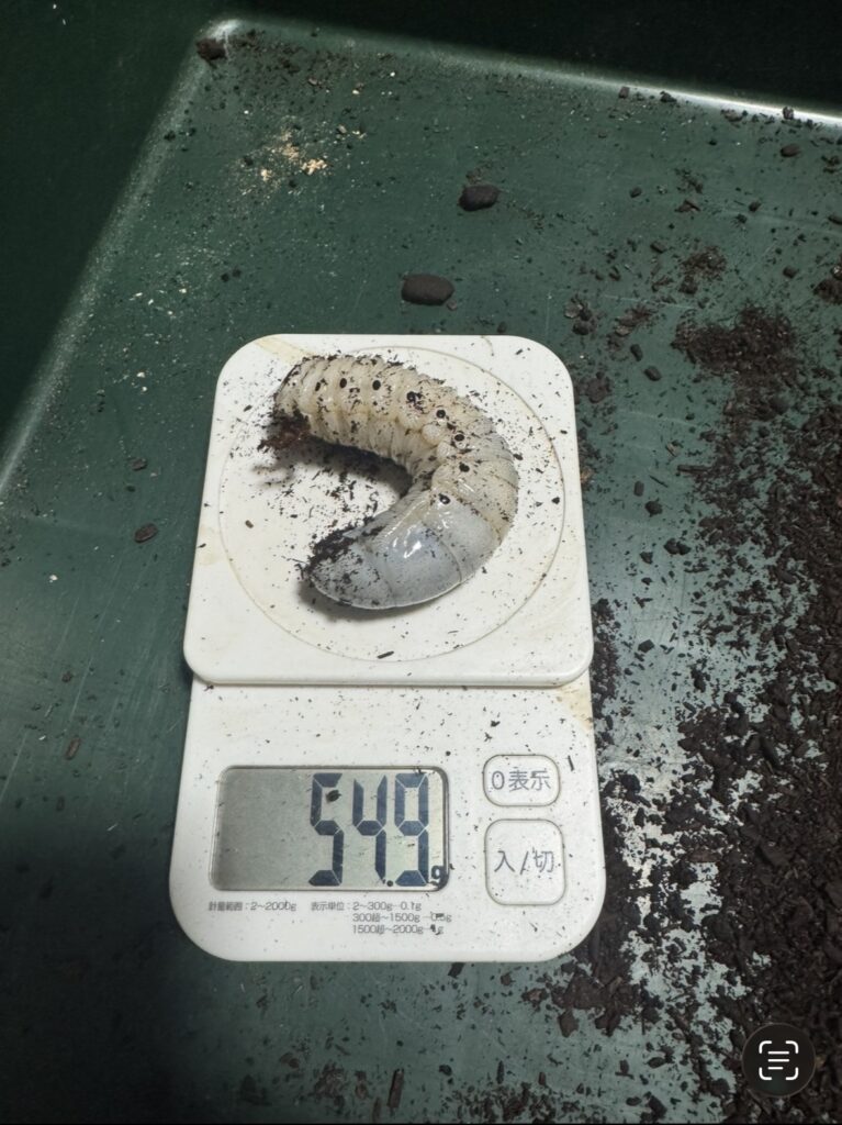 ヘラエクアの幼虫2