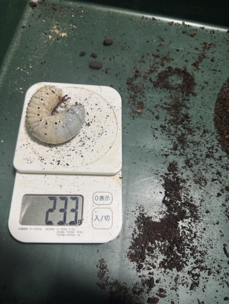 ヘラエクアの幼虫1