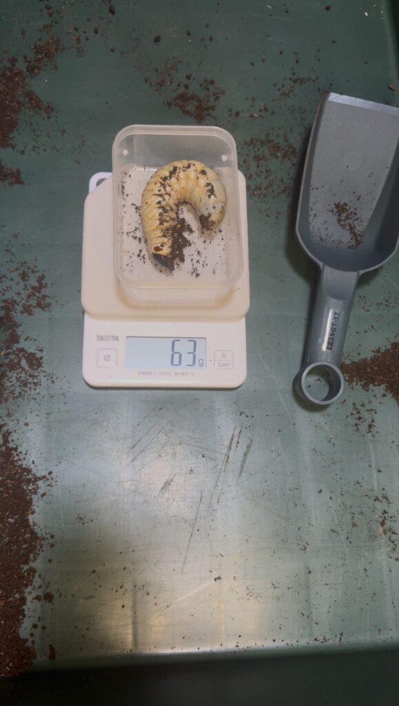 タイリクコーカサス幼虫63g