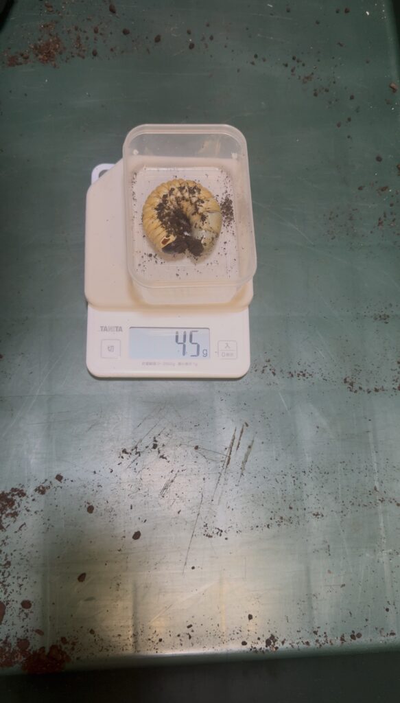 タイリクコーカサス幼虫45g