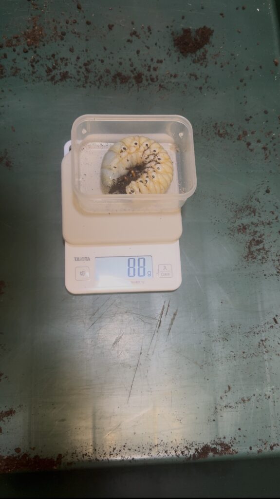 タイリクコーカサス幼虫88g