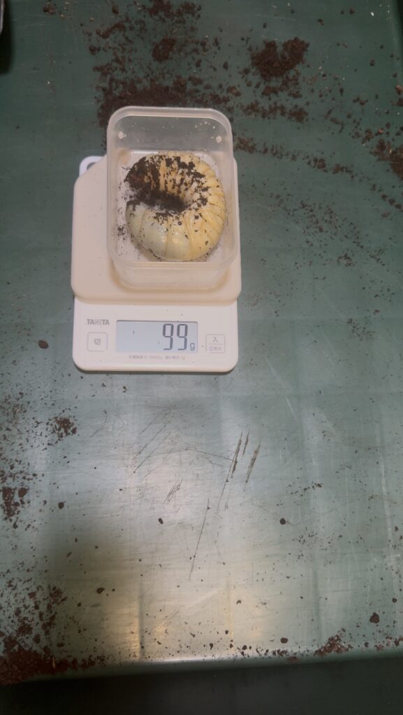 タイリクコーカサス幼虫99g