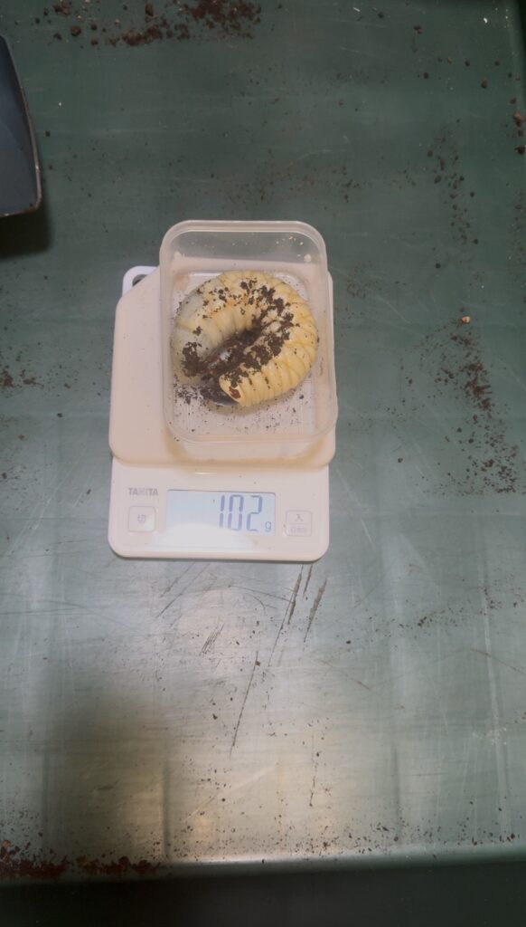 タイリクコーカサス幼虫102g