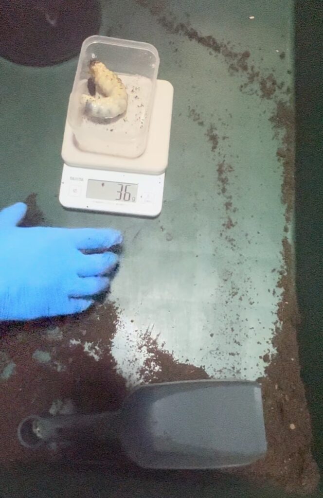 アクベス幼虫36g_2