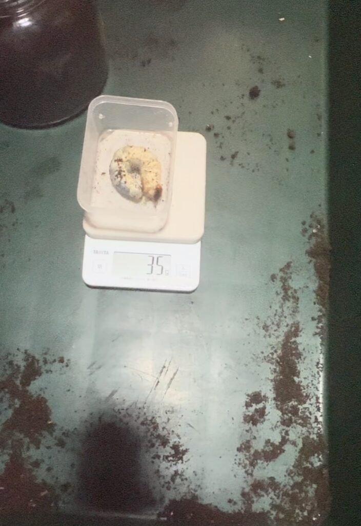 アクベス幼虫35g