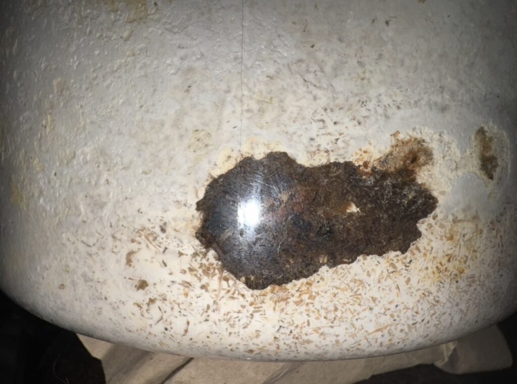 アンテ羽化したて2