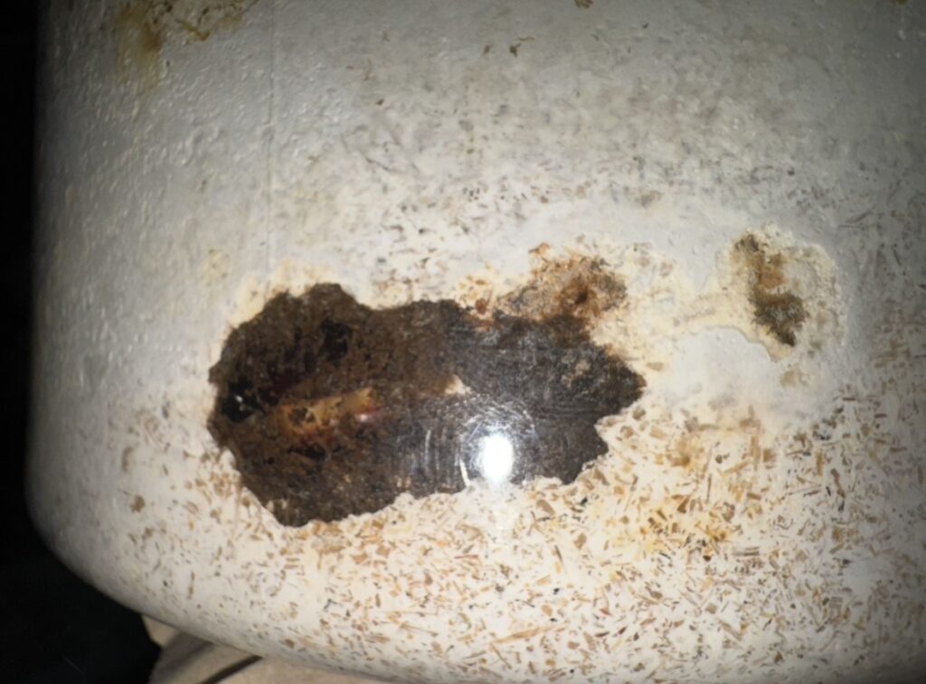 アンテ羽化したて1