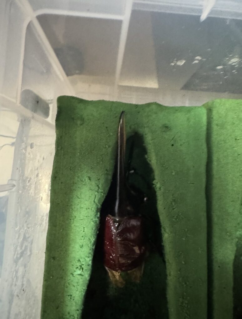 ヘラクレスオオカブト羽化2