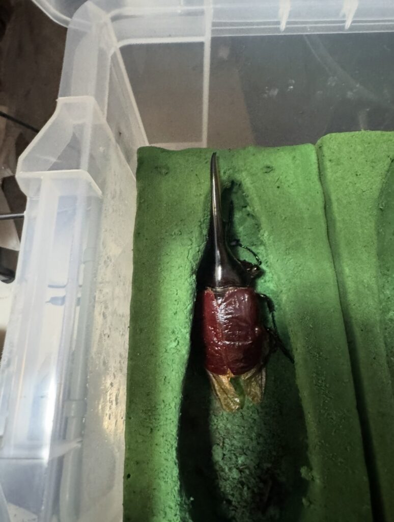 ヘラクレスオオカブト羽化1