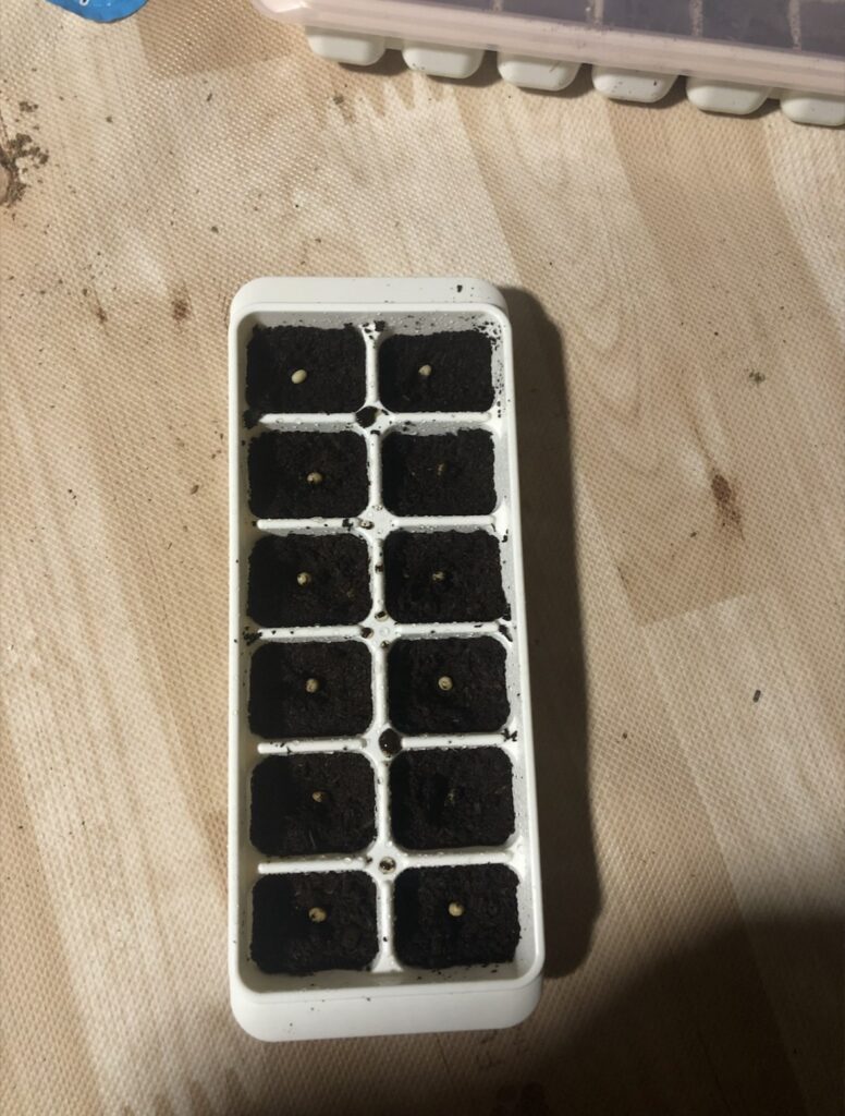 ヘラクレスオオカブトの卵たち