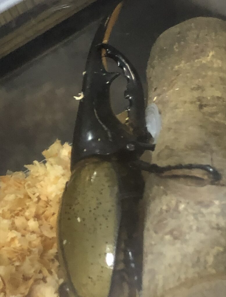 ヘラクレスオオカブトのオス